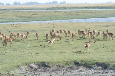 Savanada zebra sürüsü