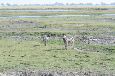 Savananın savanasında bir fil sürüsü