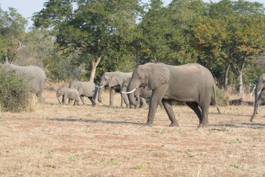 Afrika bozkırında büyük bir fil