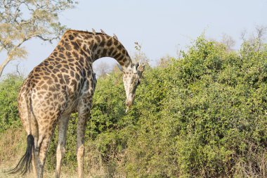 Kruger Ulusal Parkı 'nda zürafa, Güney Afrika