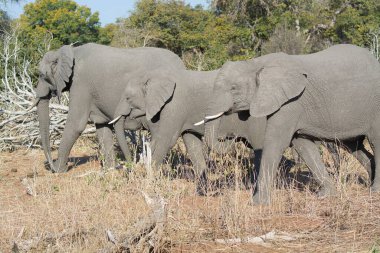 Afrika 'nın bozkırındaki fil