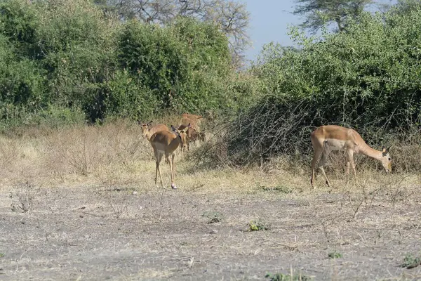 Parktaki yaban domuzları
