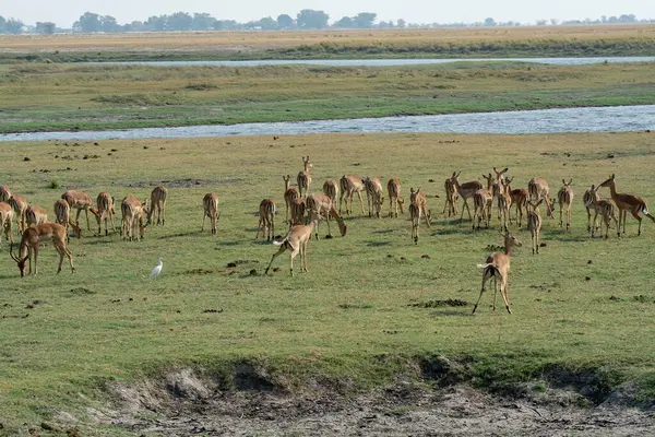 Kenya savanındaki zürafa sürüsü.