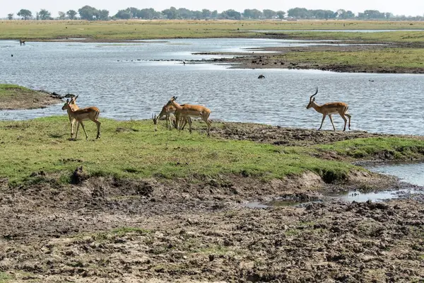 Kenya savanındaki fil sürüsü.