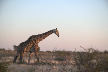 Kruger Ulusal Parkı 'nda zürafa, Güney Afrika