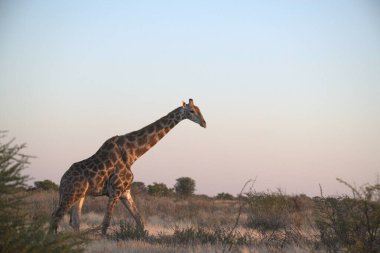 Ulusal parktaki zürafa.