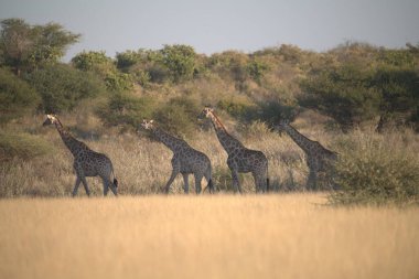 Afrika 'daki savanada zürafa