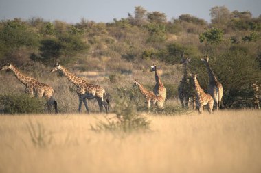 Vahşi Afrika 'da zürafa