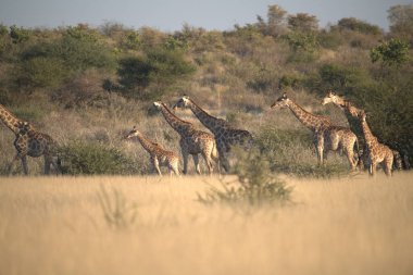 Zürafa camelopardalis Etoşa Ulusal Parkı, Namibya 'da kuru çimlerde yürüyor.