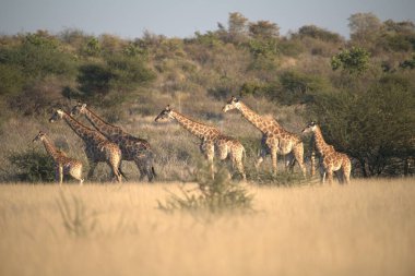 Savanadaki bir grup zürafa, Afrika