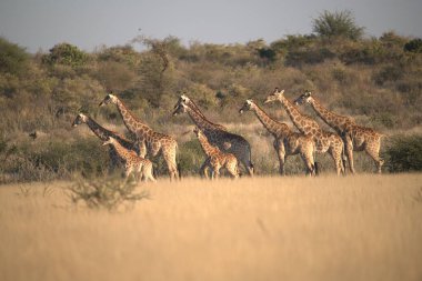 Kenya savanasında zürafalar