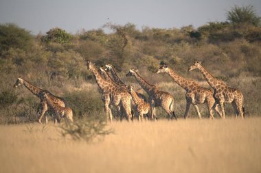 group of giraffes in kruger national park, south africa
