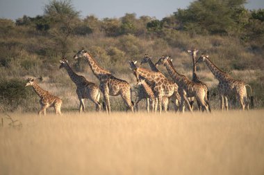 Afrika, Kenya savanındaki zürafa