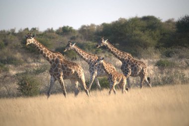 Savanadaki bir grup zürafa.