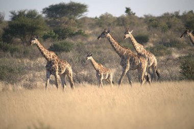 Afrika 'nın güneyindeki Kruger parkında zürafa.