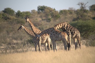 Afrika, Kenya savanındaki zürafa