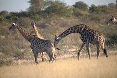 Savanada otlayan bir zürafa sürüsü.