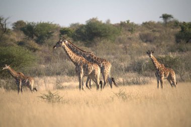 Kenya 'daki Afrika savanasında zürafalar.