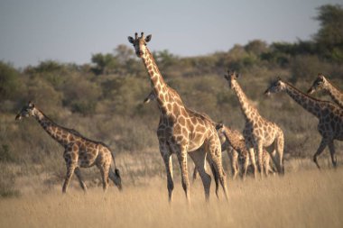 Kruger Ulusal Parkı, Güney Afrika 'daki zürafa ailesi.