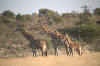 Afrika savanasında zürafa