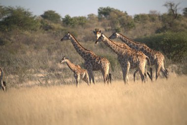 Afrika 'daki savanada zürafa