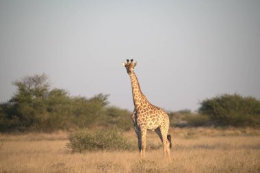 Savanadaki Afrika savanasında zürafa.