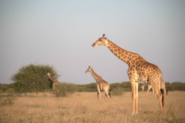 Afrika savanasında zürafa