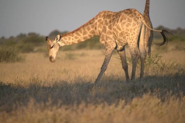 Savanadaki bir zürafanın yakın plan fotoğrafı.
