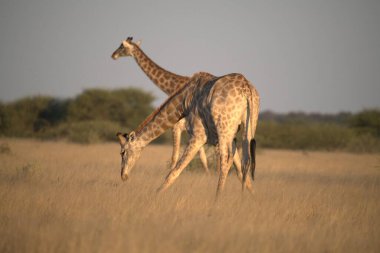 Vahşi doğada zürafalar, Savannah, Kenya