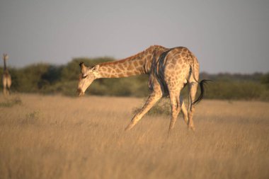 Afrika 'daki savanada zürafa