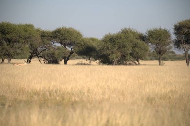 Afrika savanındaki güzel vahşi hayvanlar