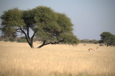 Savanadaki vahşi hayvanlar