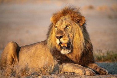 male lion resting on grass
