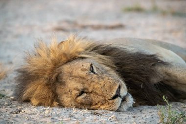 Erkek aslan yerde yatıyor. Güney Afrika