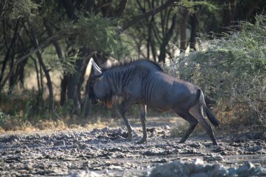Afrika savana vahşi zebra
