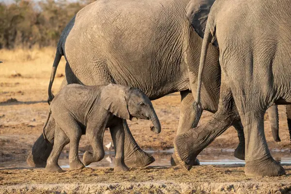 Afrika fili (loxodonta africana) bebeğiyle annesi