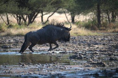 Büyük Afrika Bizonu (syncerus caffer) Güney Afrika 'daki su birikintisinde su içiyor.