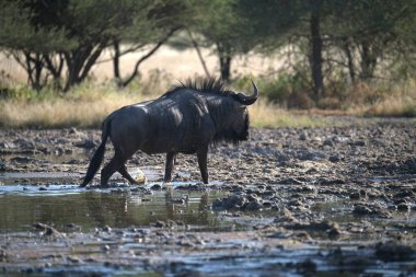 Sudaki bir delikte siyah bir gergedan