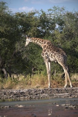 Kruger Ulusal Parkı 'nda zürafa, Güney Afrika