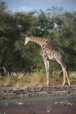 Afrika zürafası (zürafa camelopardalis) Kruger Ulusal Parkı 'nda yürüyor