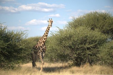 Afrika savana, zürafa
