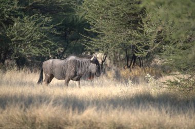 Vahşi zebra doğada, Afrika