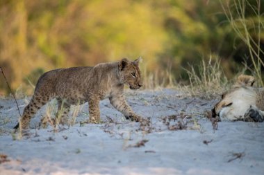Aslan yavrusu ve yavrusu Güney Afrika 'daki Kruger Ulusal Parkı' nda oynuyor..
