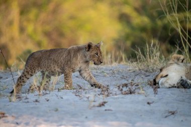 Güney Afrika 'daki Kruger Ulusal Parkı' nda aslan var.