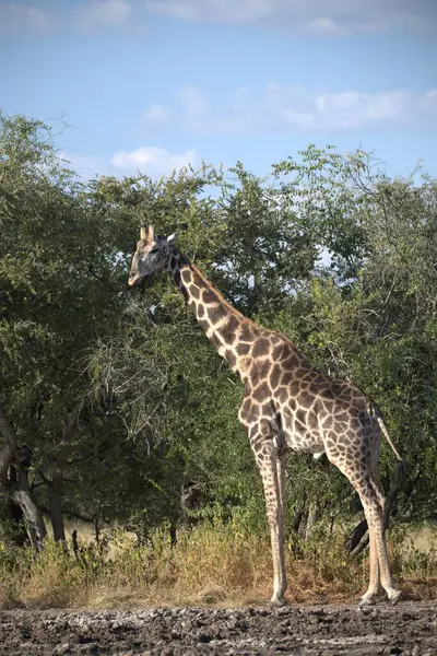 Etoşa Ulusal Parkı 'nda Afrika zürafası (loxolota opardalis)
