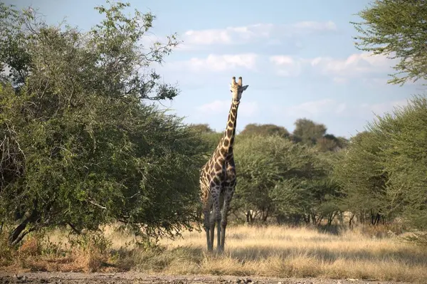 Afrika, Kenya savanındaki zürafa