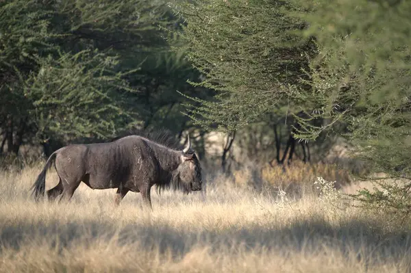 wild bull in the nature