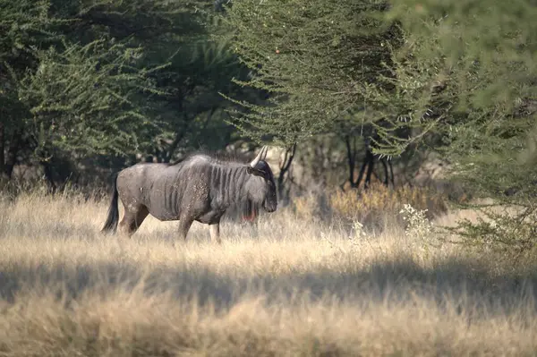 Vahşi zebra doğada, Afrika