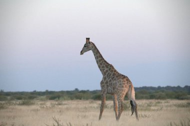 Savanada bir zürafa