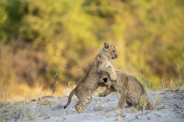 Genç vahşi çita yavrusu çölde annesiyle birlikte gün ışığında Afrika 'da ağaçların üzerinde yürüyor.